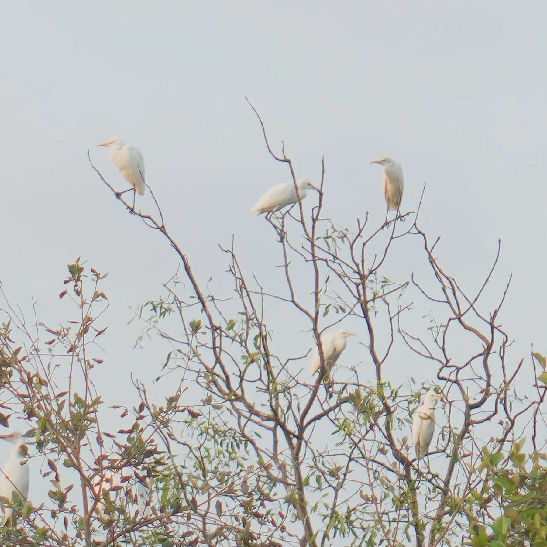 Three white egrets perched among fine tree branches against a pale sky