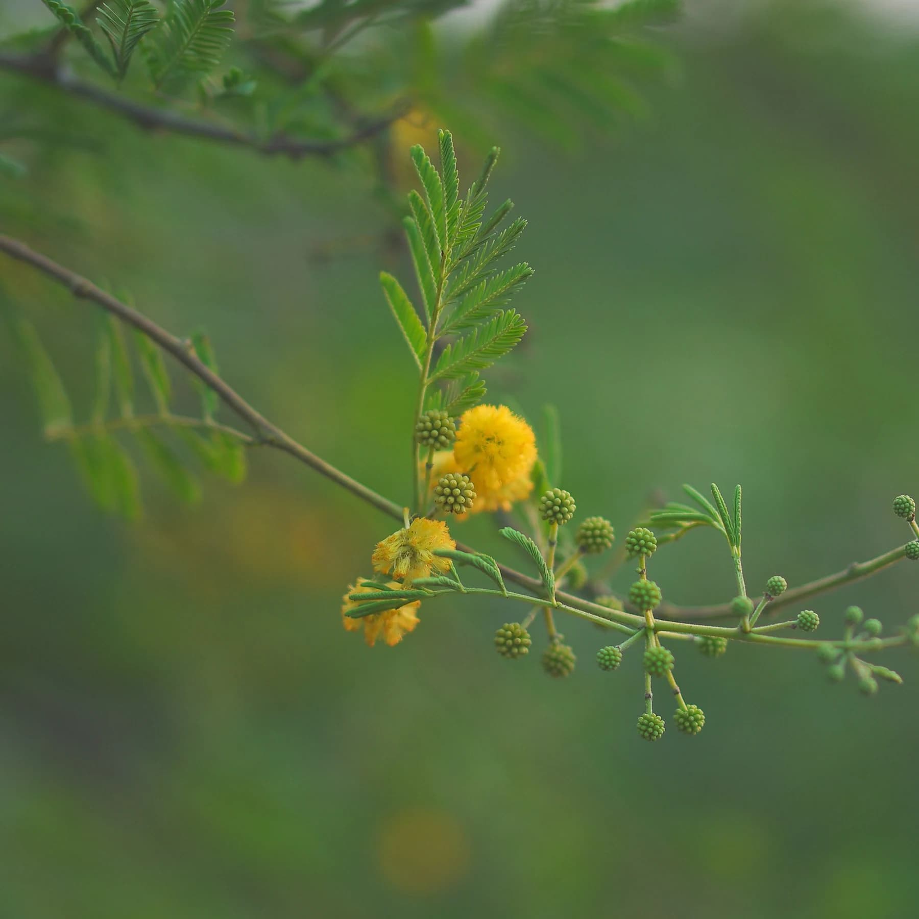 Small yellow flowers on a green leafy branch, photographed close up